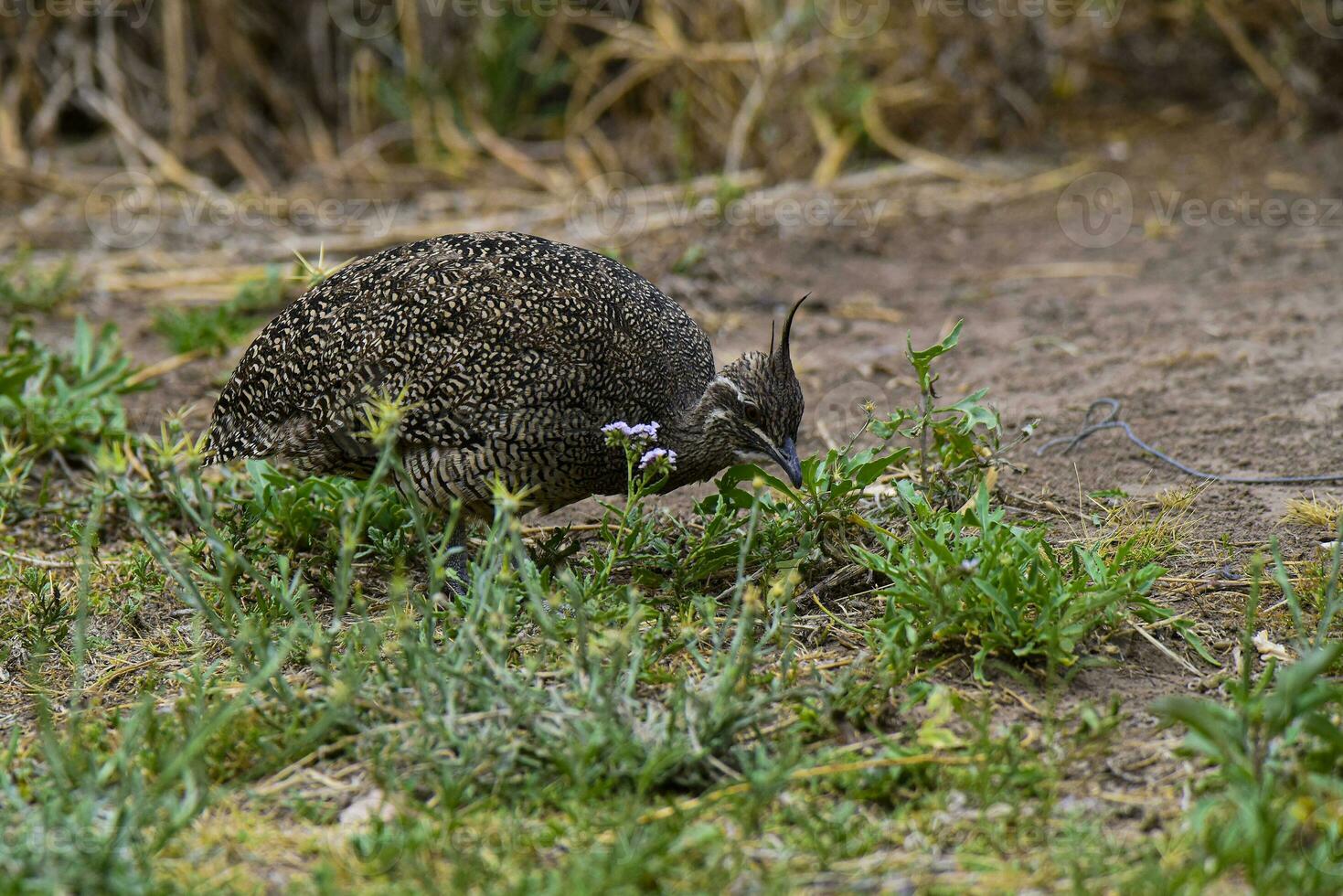 elegante com crista tinamou, eudromia elegantes, pampas pastagem ambiente, la pampa província, Patagônia, Argentina. foto