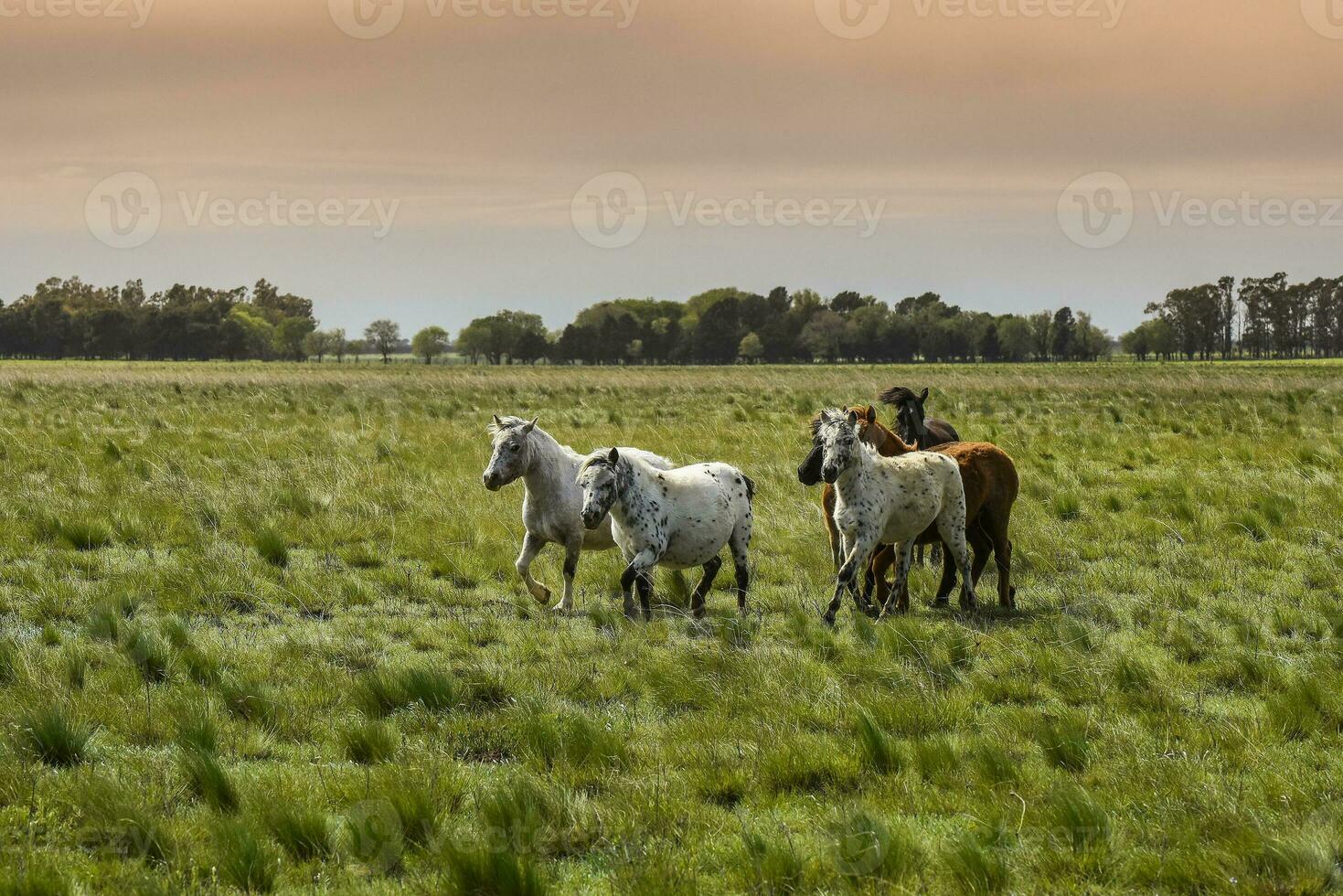 rebanho do cavalos dentro a zona rural, la pampa província, Patagônia, Argentina. foto