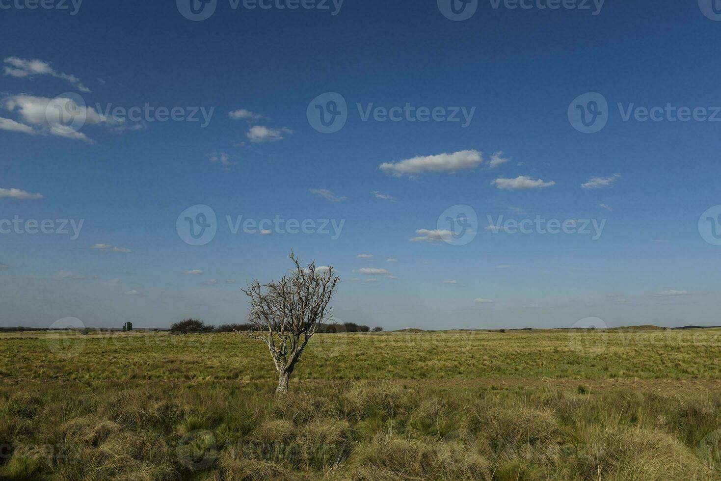 pampas campo paisagem, la pampa província, Patagônia, Argentina. foto