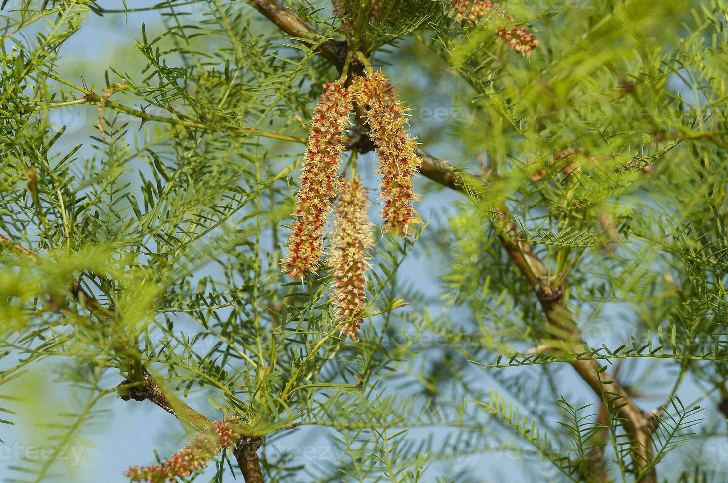 caldeirão árvore sementes dentro primavera, la pampa província, Patagônia, Argentina. foto