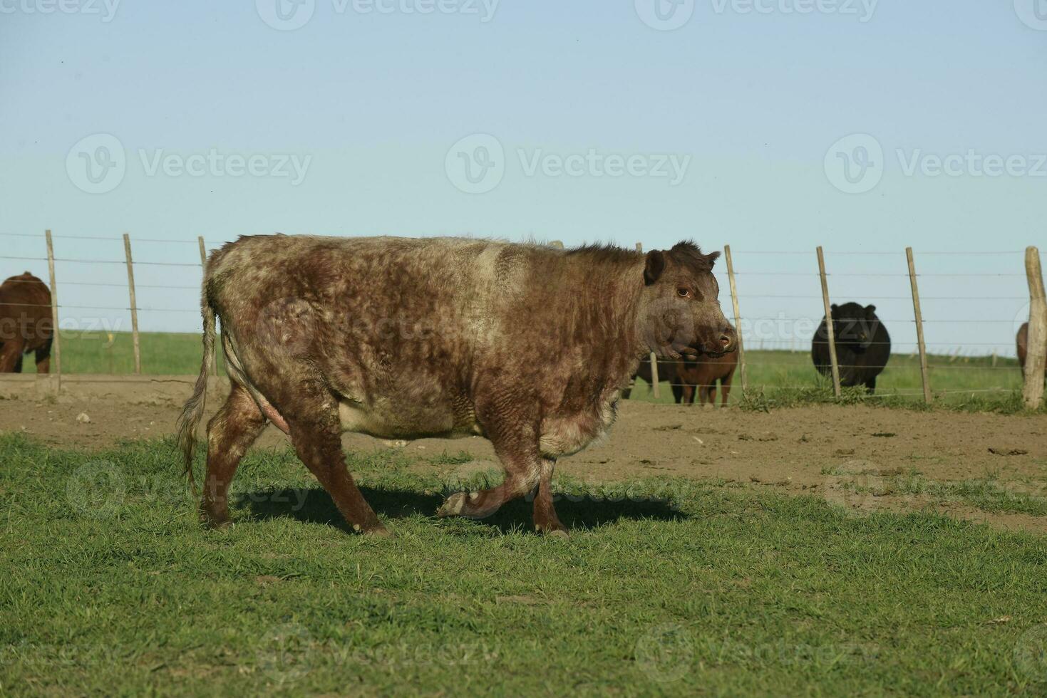 gado shorthorn , dentro Argentino interior, la pampa província, Patagônia, Argentina. foto