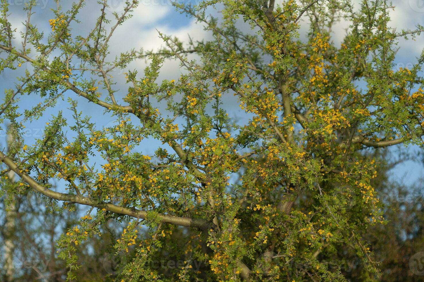 chanar árvore dentro caldeirão floresta, floresceu dentro primavera, la pampa, Argentina foto