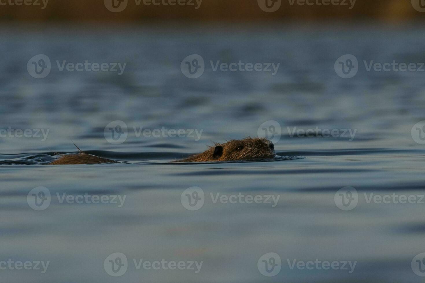 coipo, miocastor coypus, la pampa província, Patagônia, Argentina. foto