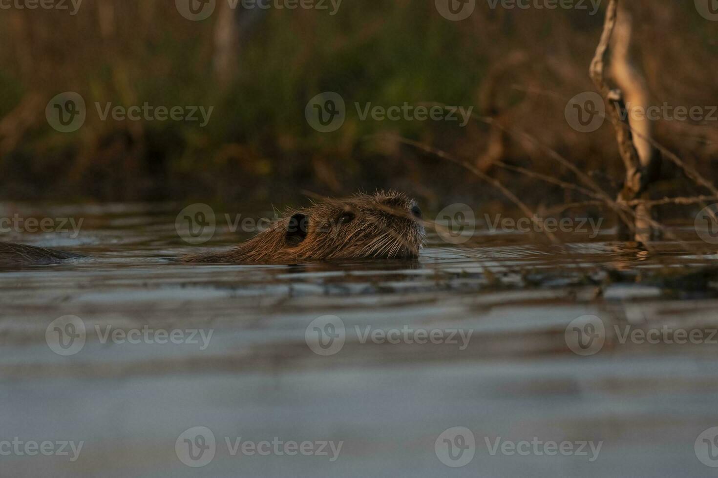 coipo, miocastor coypus, la pampa província, Patagônia, Argentina. foto