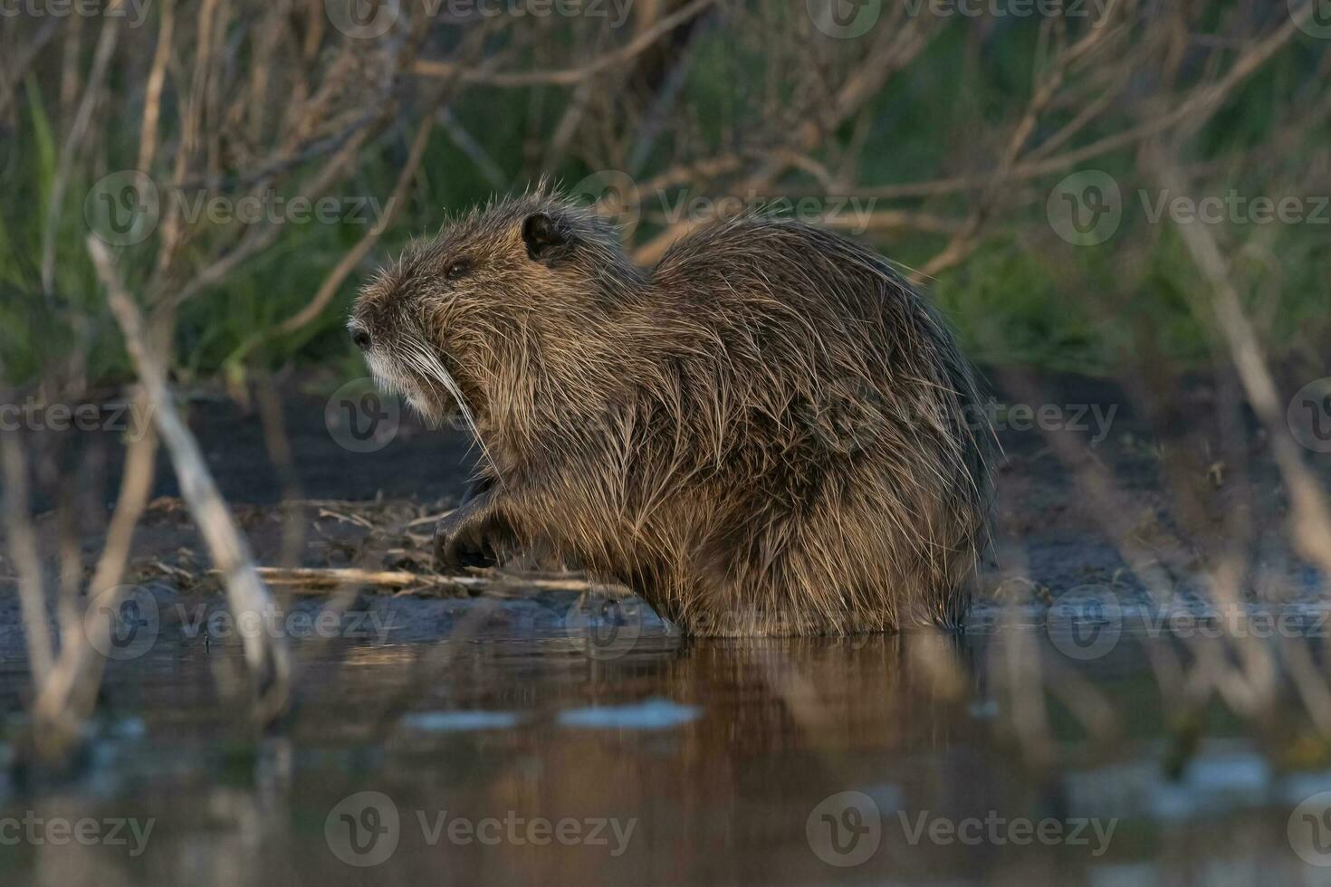 coipo, miocastor coypus, la pampa província, Patagônia, Argentina. foto