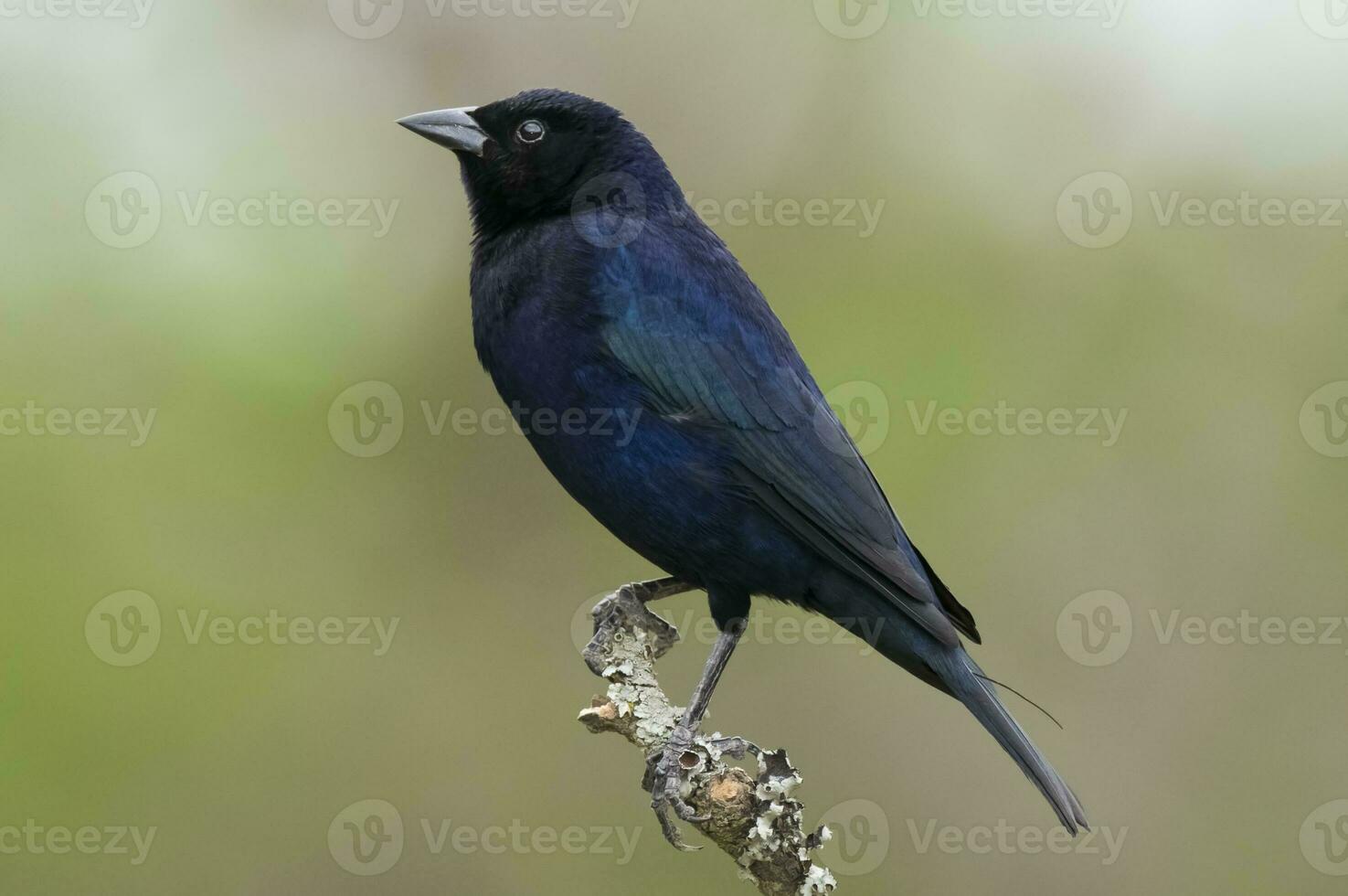 brilhante cowbird dentro caldeirão floresta ambiente, la pampa província, Patagônia, Argentina. foto