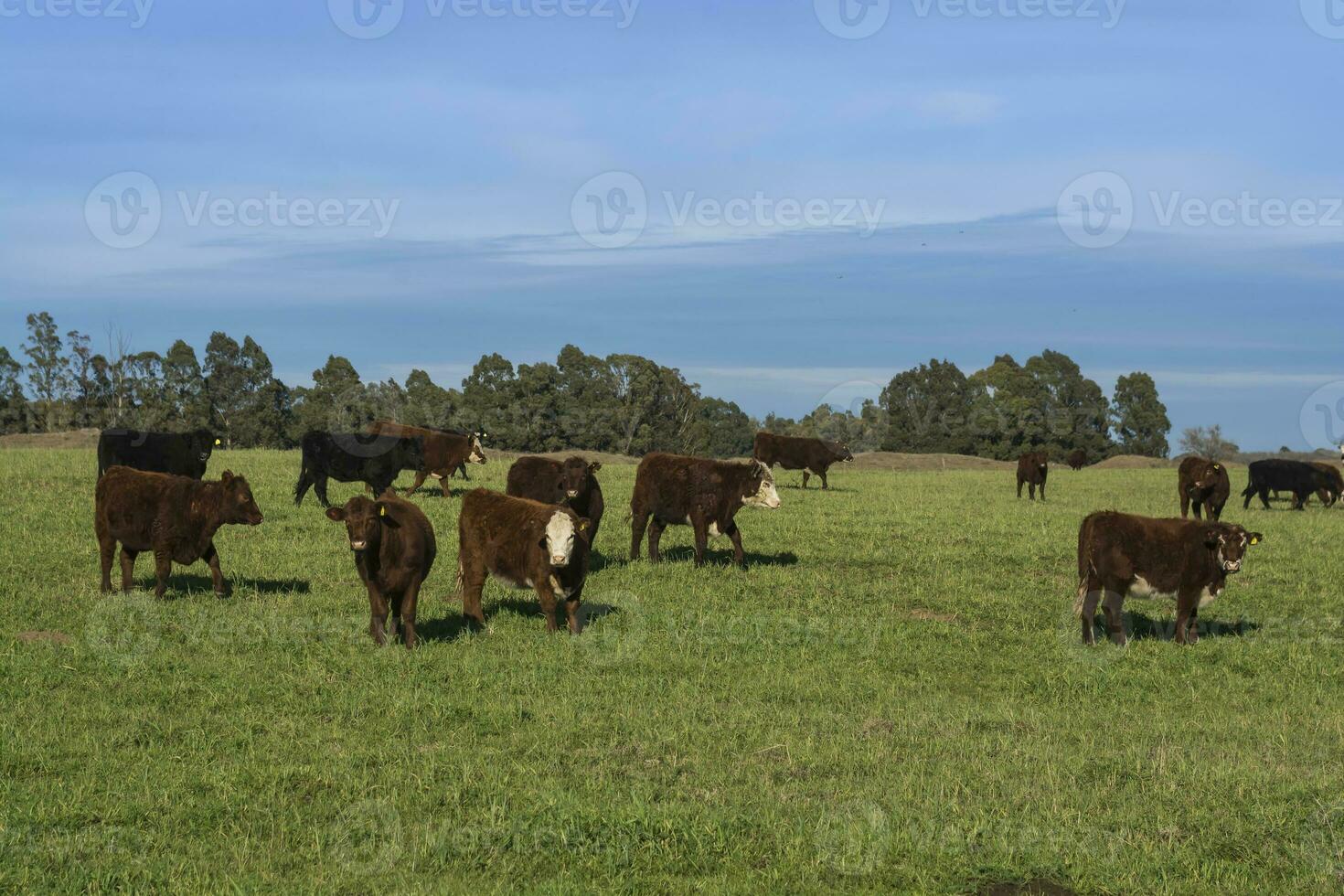 gado animais pastar dentro a campo, dentro a pampas simples, Argentina foto