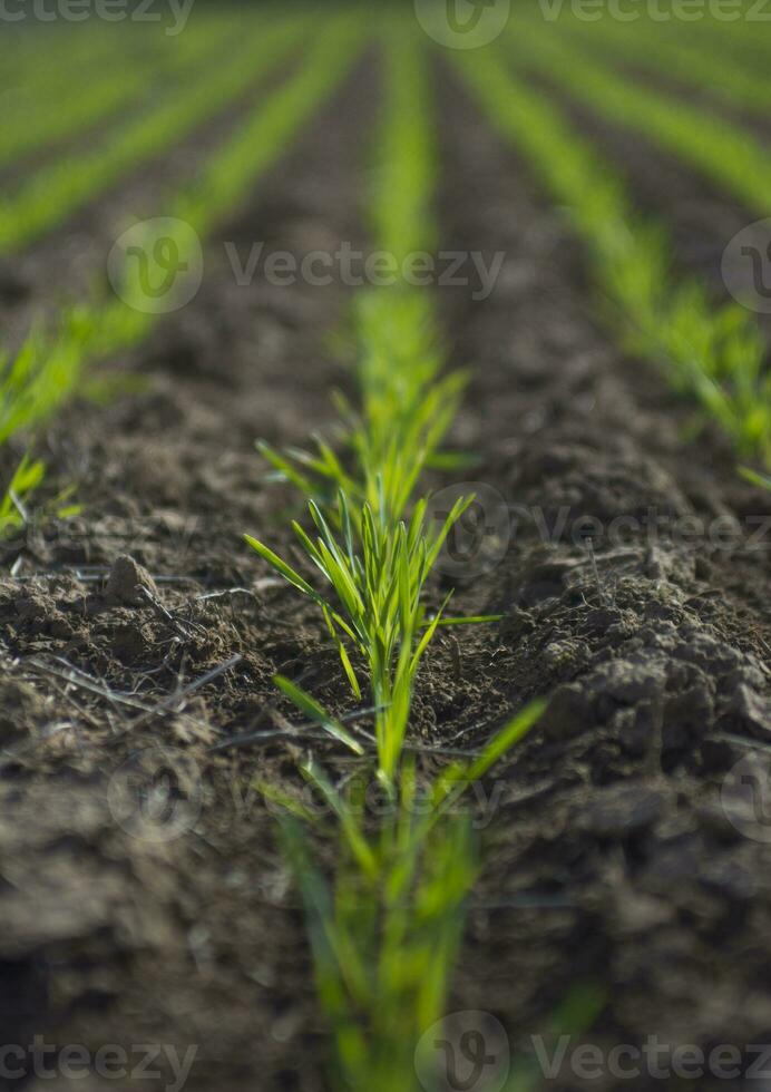 sulcos dentro uma cultivado campo, la pampa província , Argentina foto