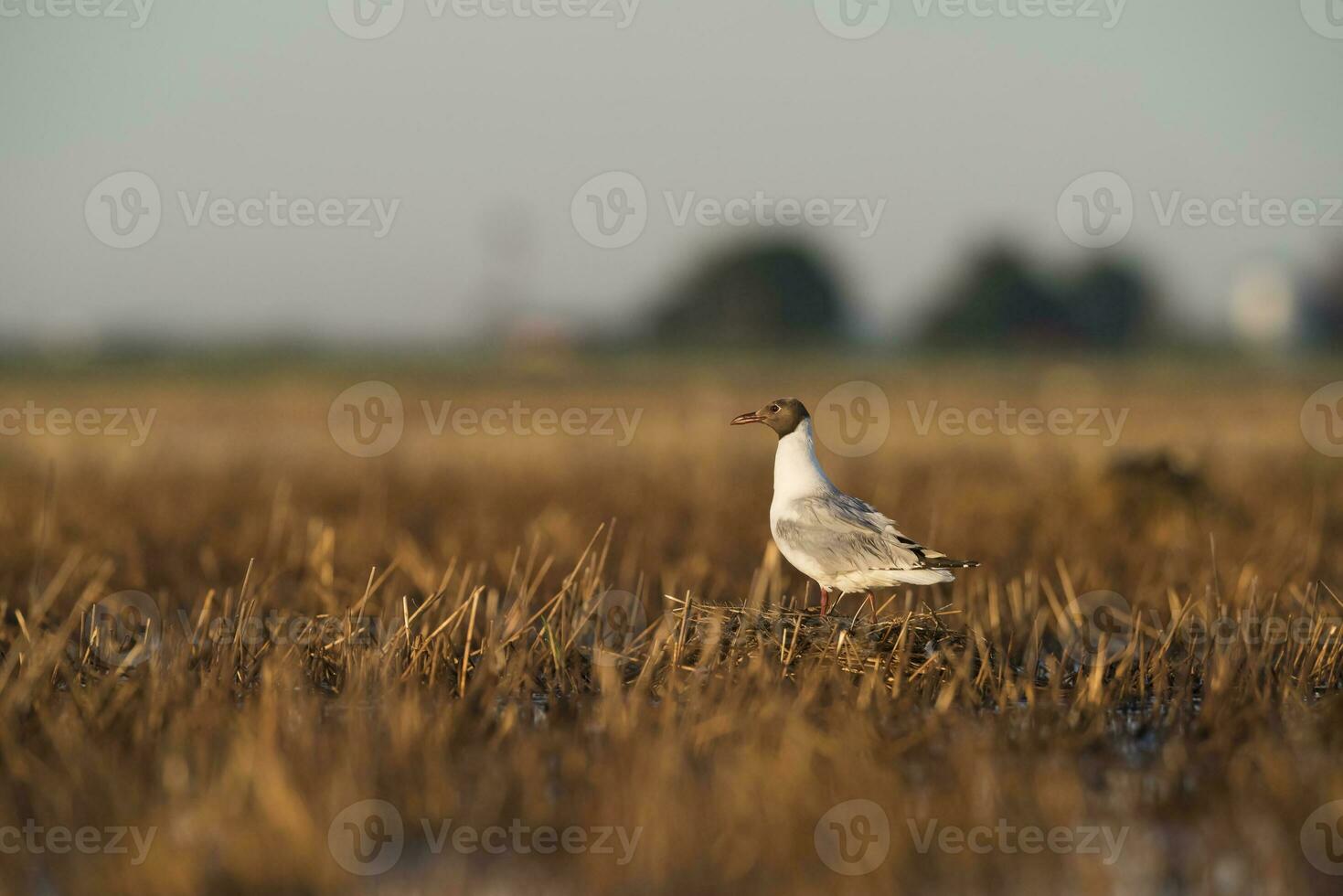 Castanho encapuzado gaivota, la pampa província, Patagônia, Argentina foto