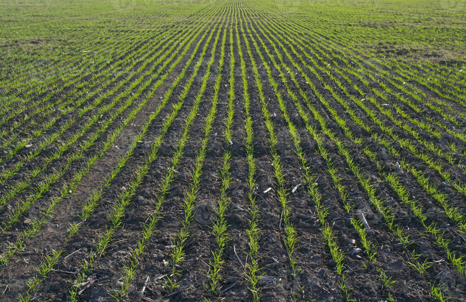 sulcos dentro uma cultivado campo, la pampa província , Argentina foto