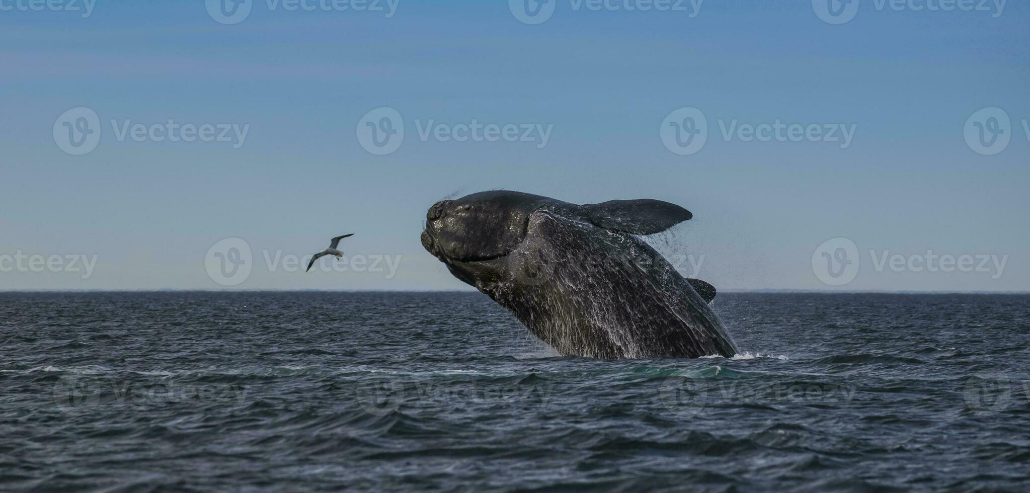 sulista certo baleia pulando , Península valdes patagônia , Argentina foto