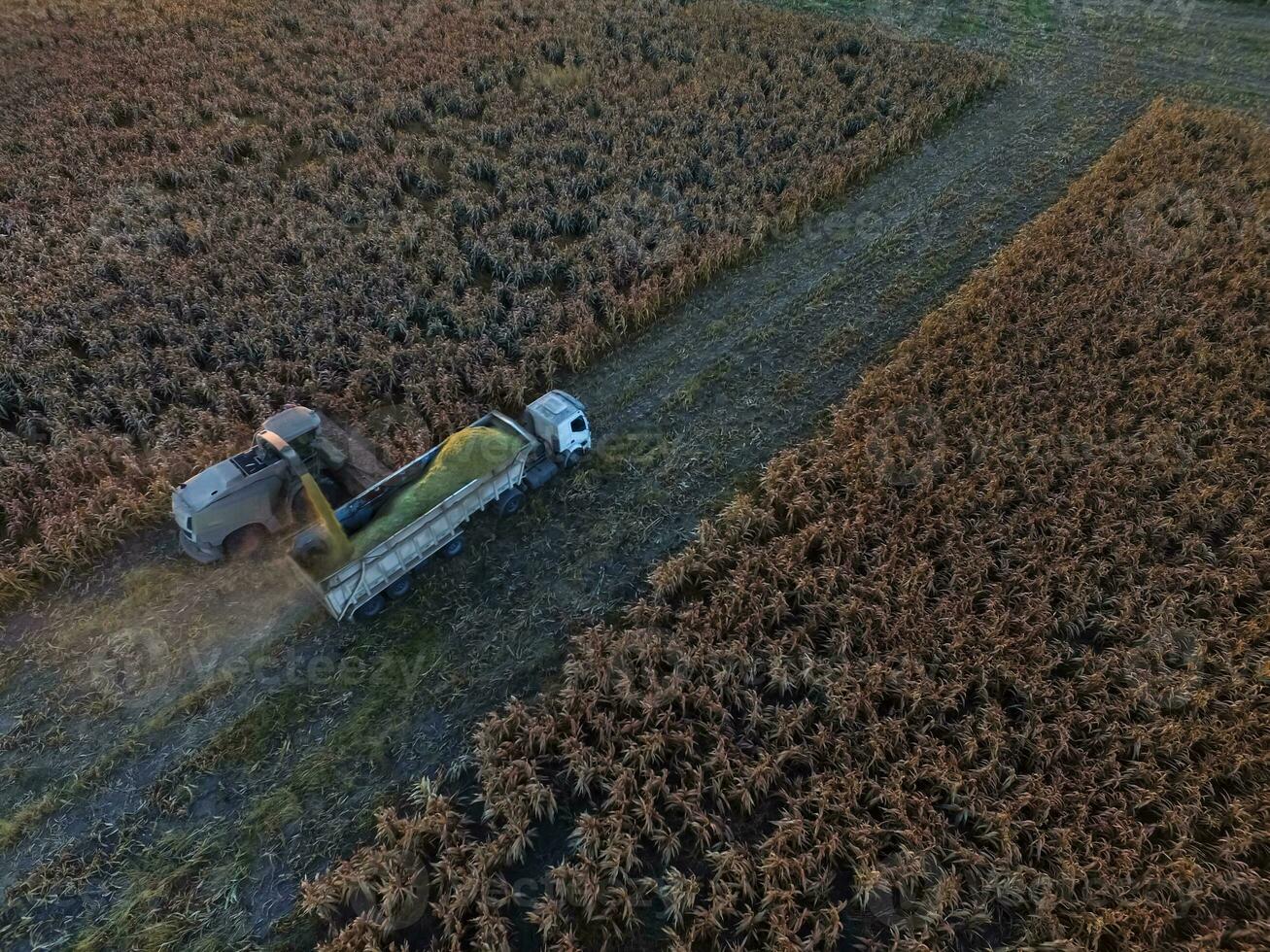 sorgo colheita, dentro la pampa, Argentina foto