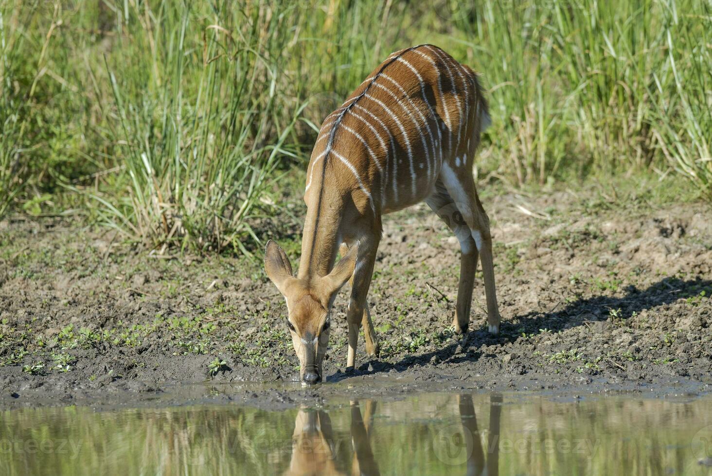 Nyala dentro africano savana ambiente, sul África foto