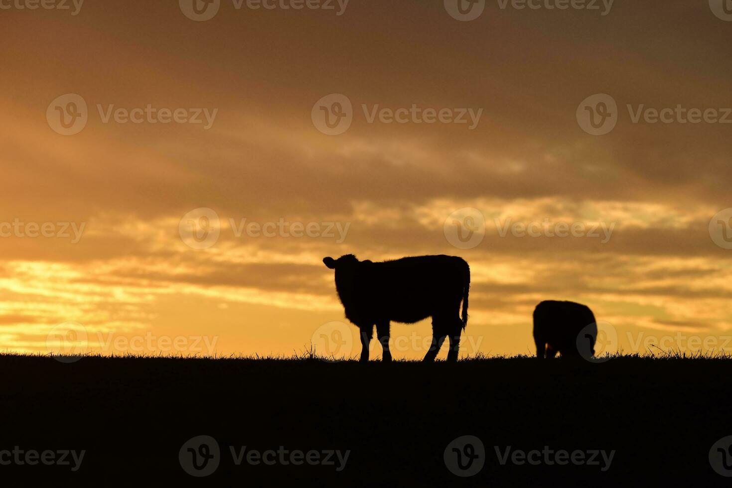 vacas alimentado grama, dentro interior, pampas, Patagônia, Argentina foto