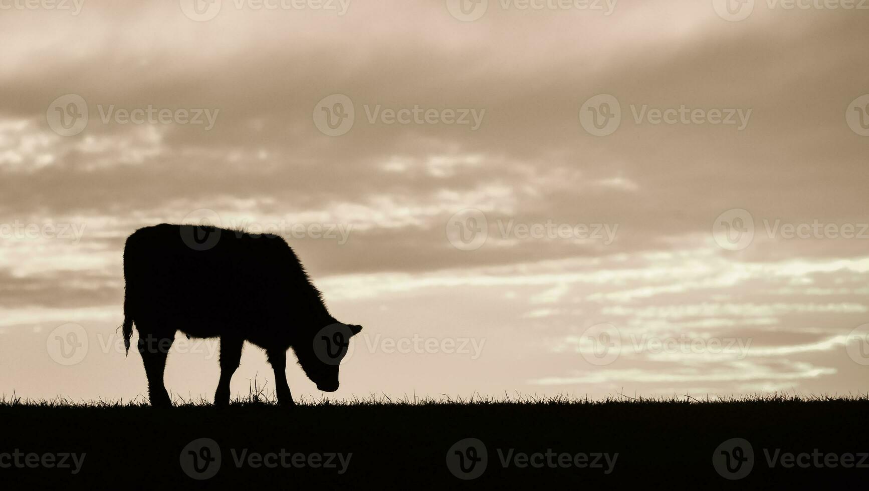 vacas alimentado grama, dentro interior, pampas, Patagônia, Argentina foto