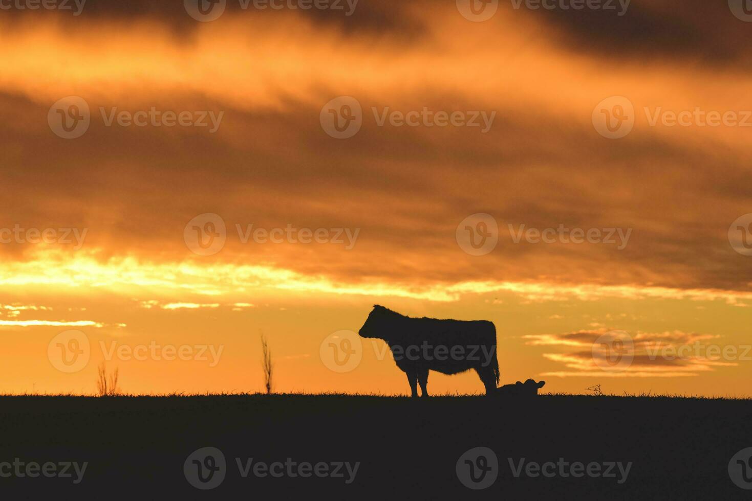 vacas alimentado grama, dentro interior, pampas, Patagônia, Argentina foto