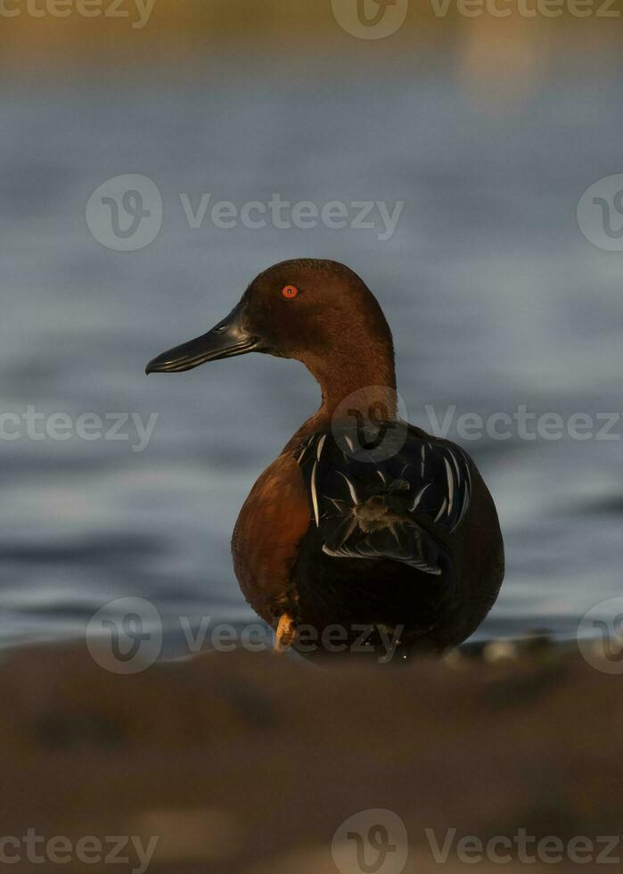 canela cerceta dentro lagoa ambiente, la pampa província, Patagônia, Argentina. foto