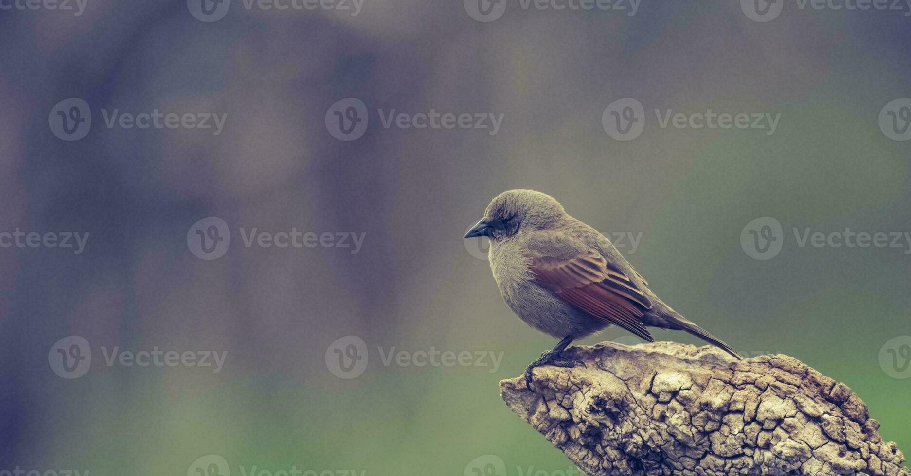 baía alado cowbird foto