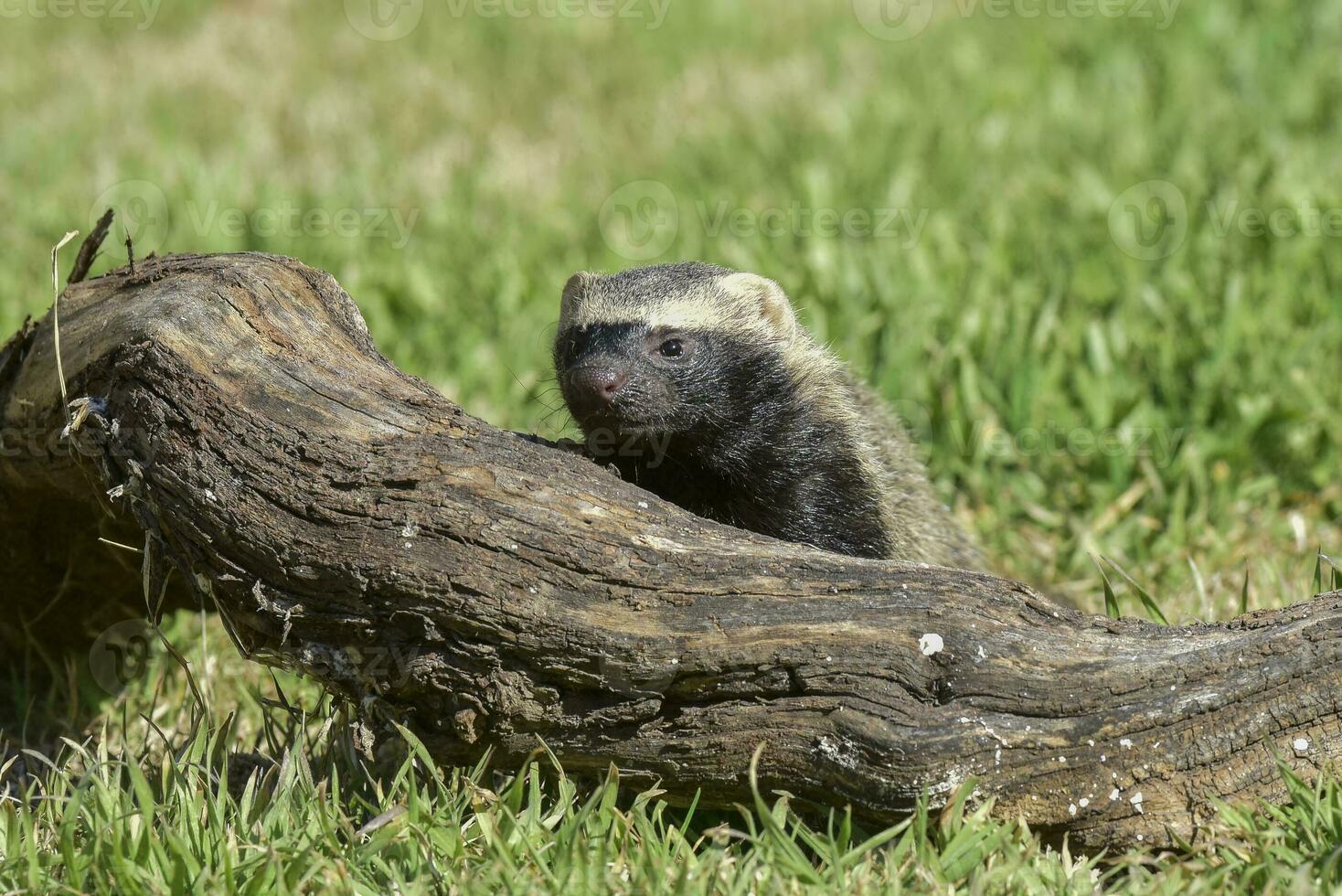 patagônia grison, pampas, , Argentina foto