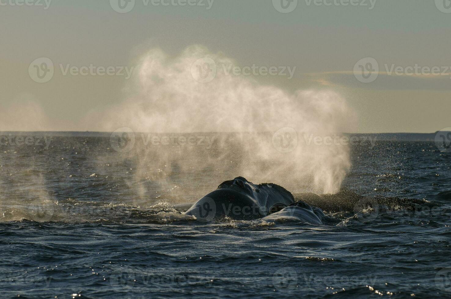 baleia respirando, Península valdes,, Patagônia, Argentina foto