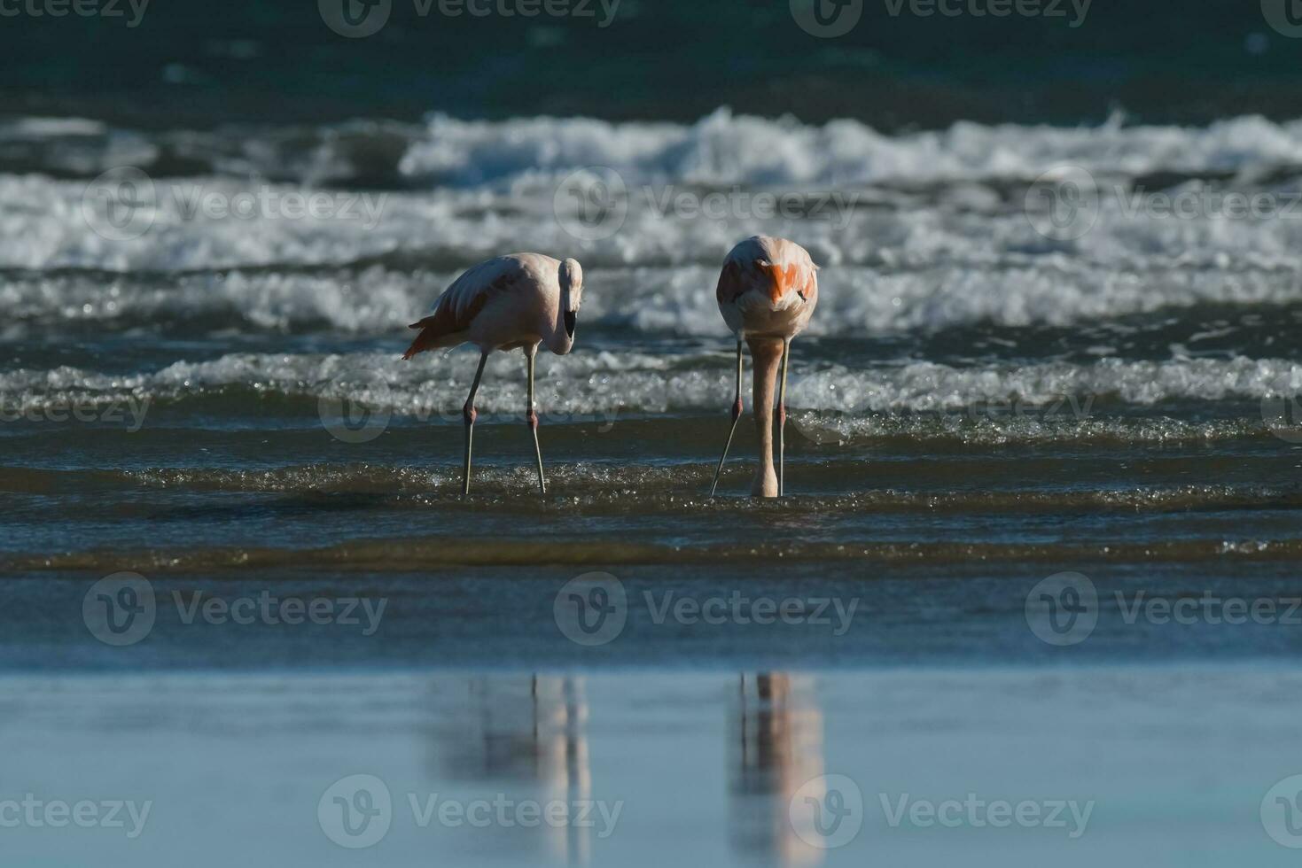 flamingos rebanho, Patagônia, Argentina foto