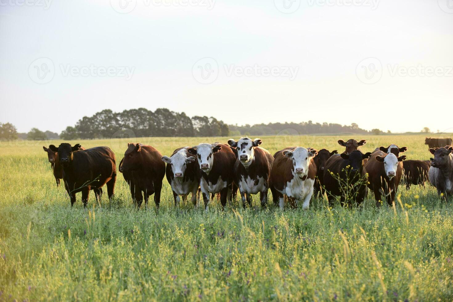 bois olhando às a Câmera, pampas, Argentina foto