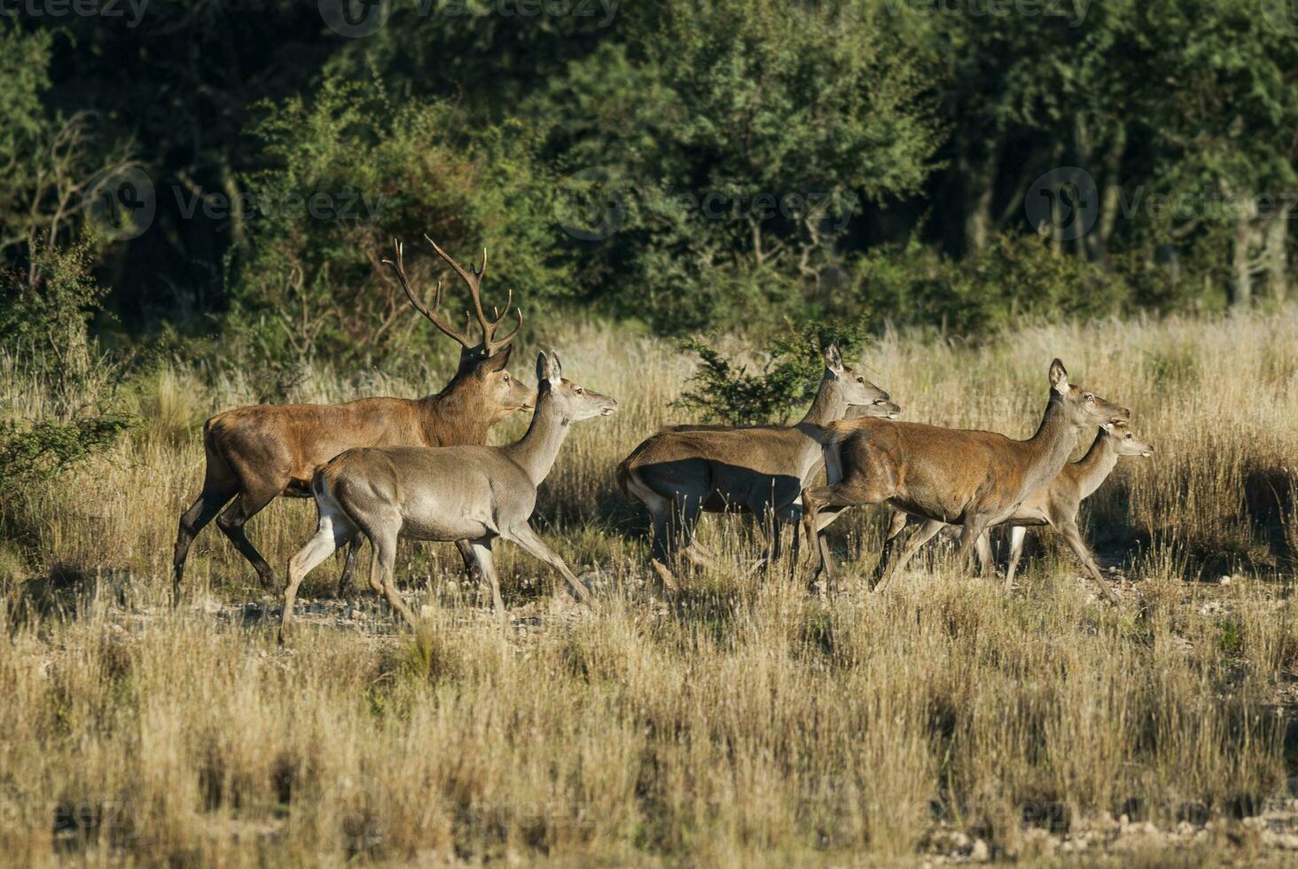 vermelho veado dentro parque luro natureza reserva, la pampa, Argentina foto