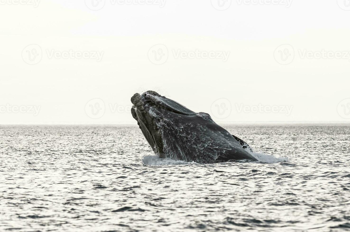 baleia pulando dentro Península valdes,, Patagônia, Argentina foto