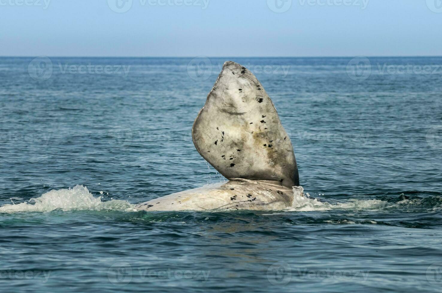 baleia peitoral barbatana, Península valdes,, Patagônia, Argentina foto