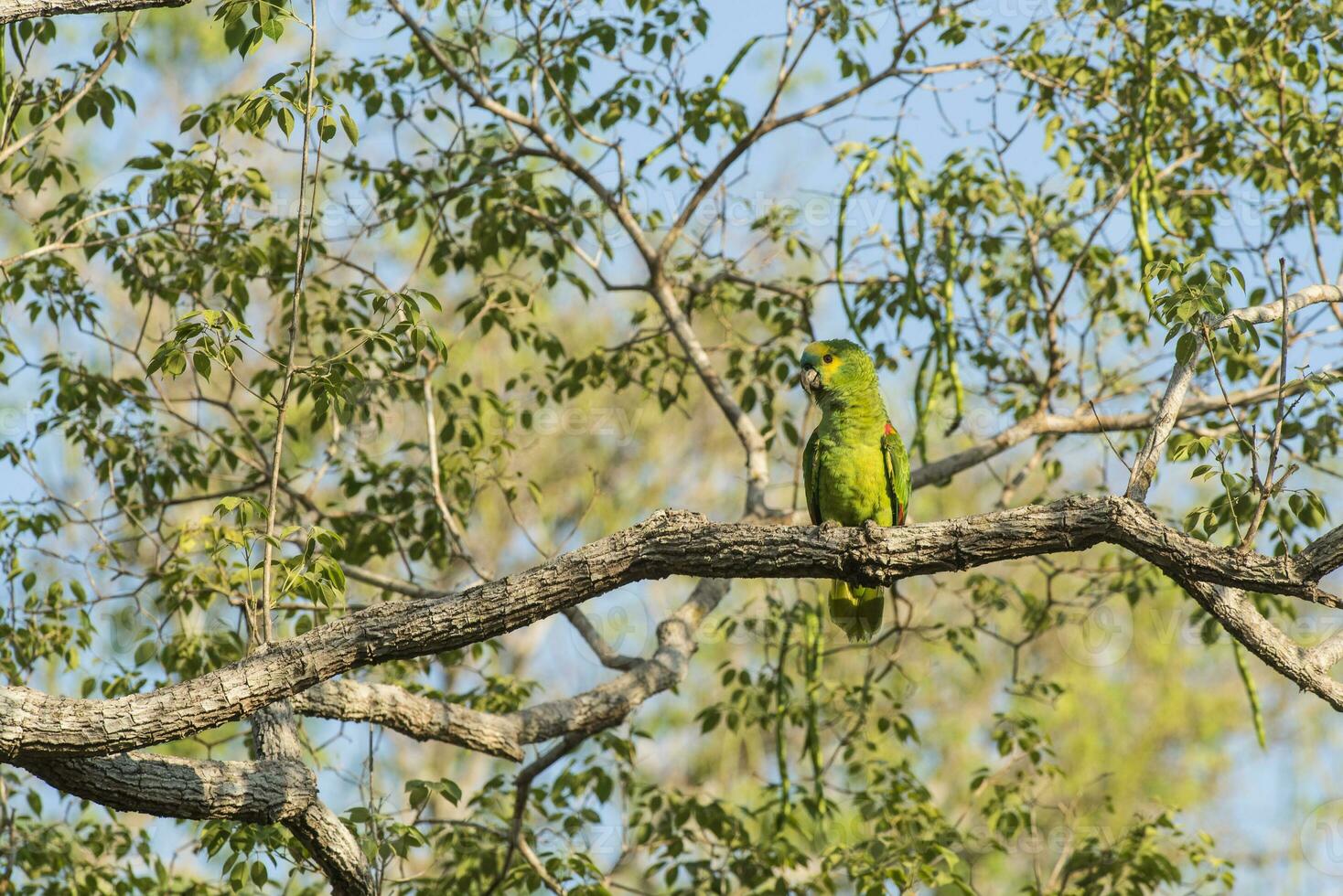 turquesa frontal Amazonas, panpanal, Brasil foto