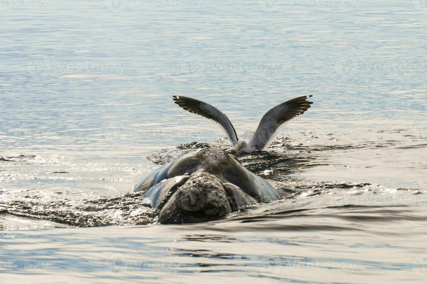 gaivota ardente certo baleia, Península valdes,, Patagônia, Argentina foto