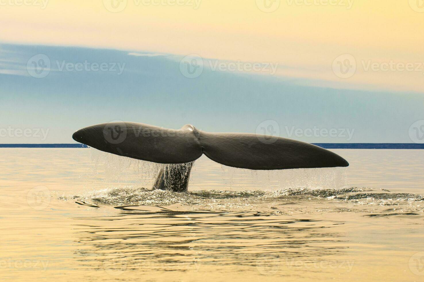 baleia ,caudal barbatana, Península valdes, porto madryn, Patagônia, Argentina foto