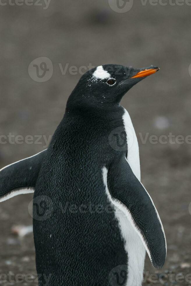 gentoo pinguim, hannah apontar, antartica foto