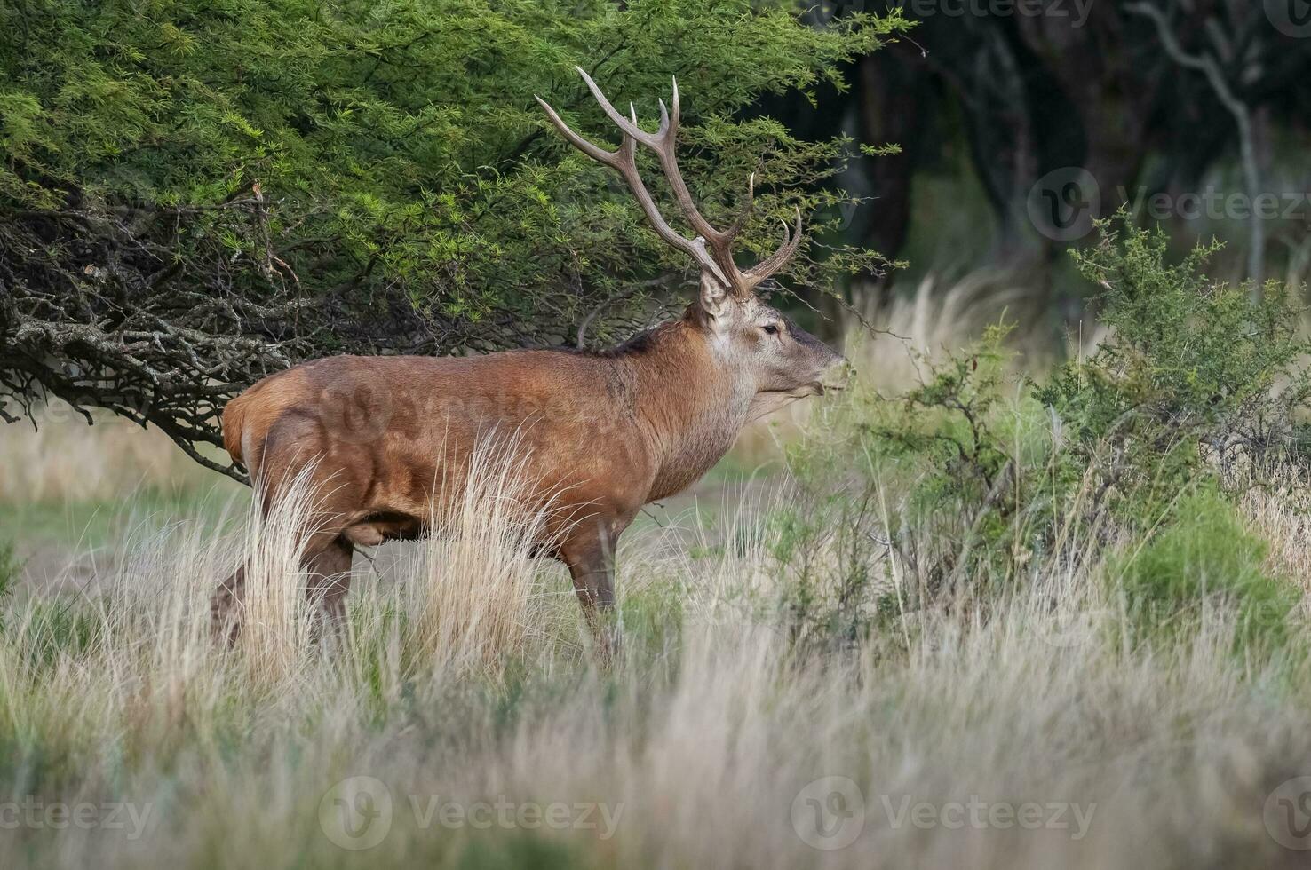 vermelho veado dentro caldeirão floresta ambiente, la pampa, Argentina, parque luro, natureza reserva foto