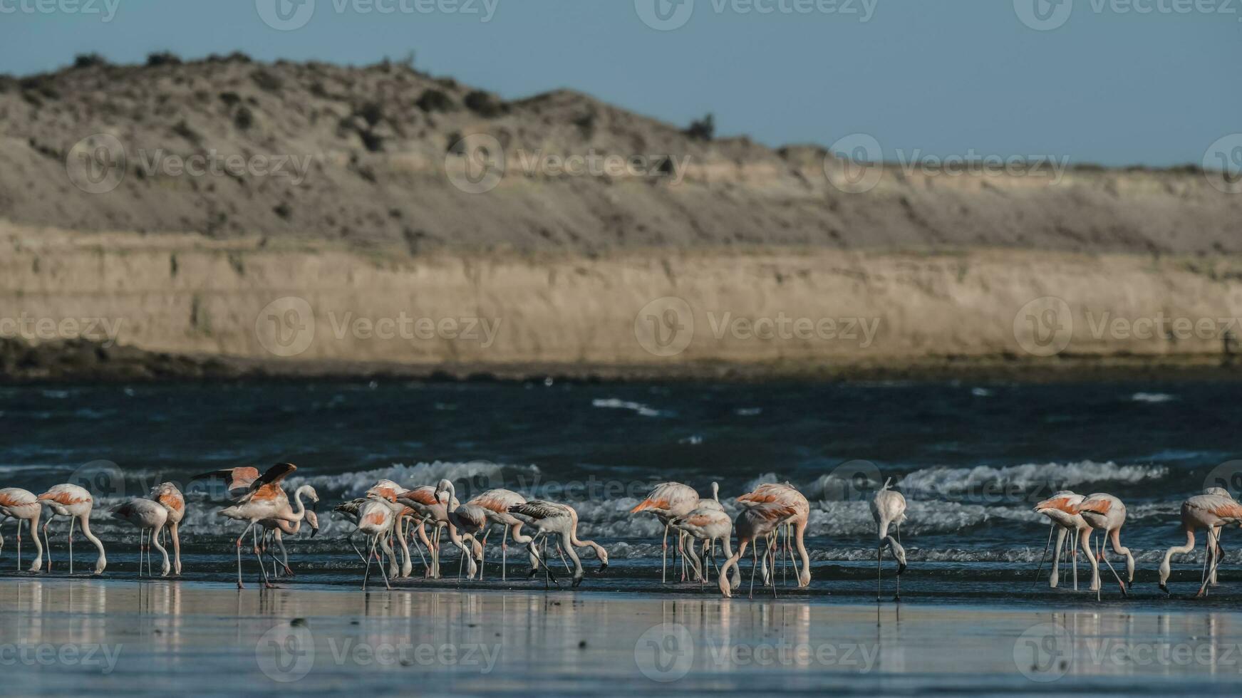 rebanho do flamingos com falésias dentro a plano de fundo, patagônia foto