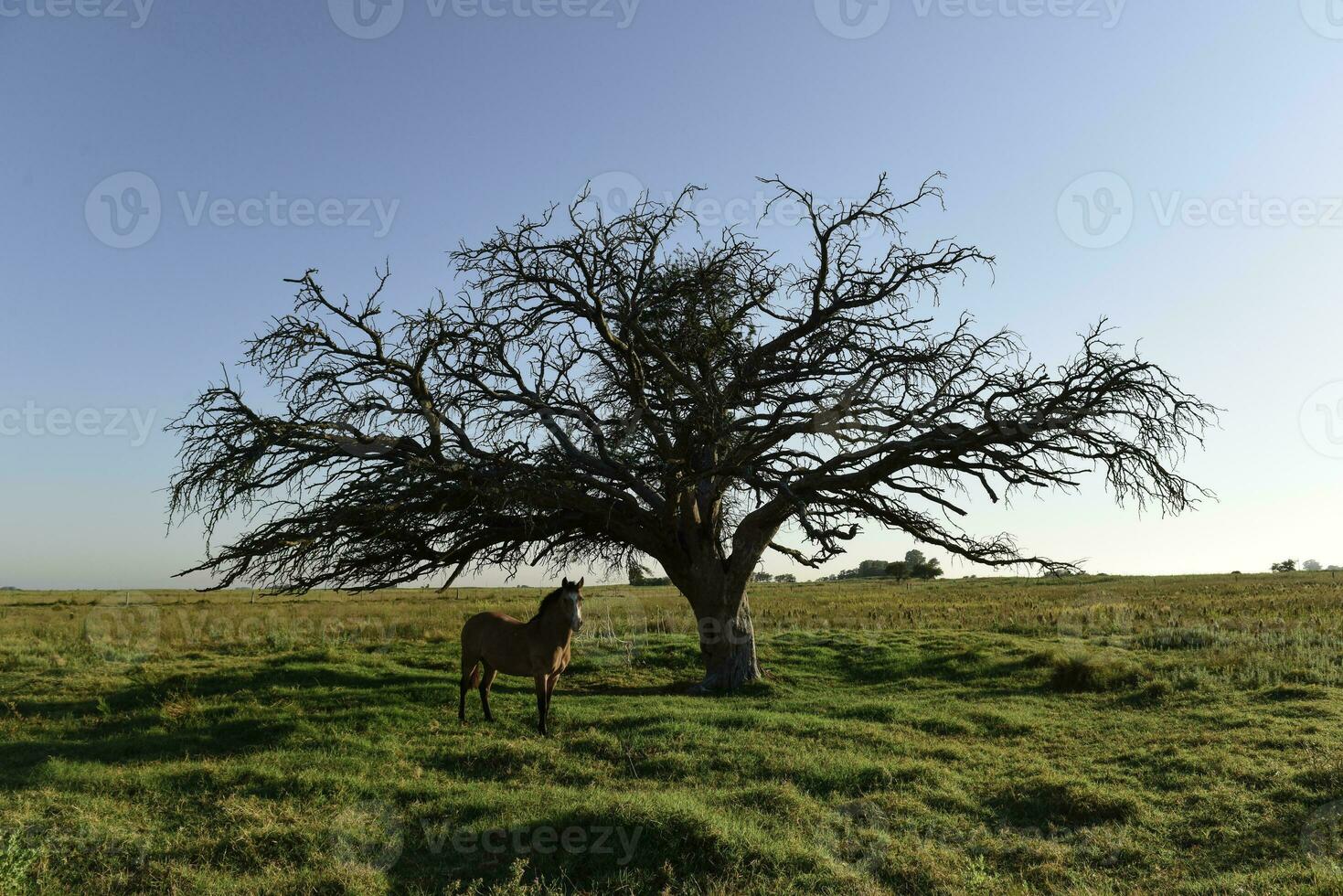 cavalo e solitário árvore dentro pampas panorama foto