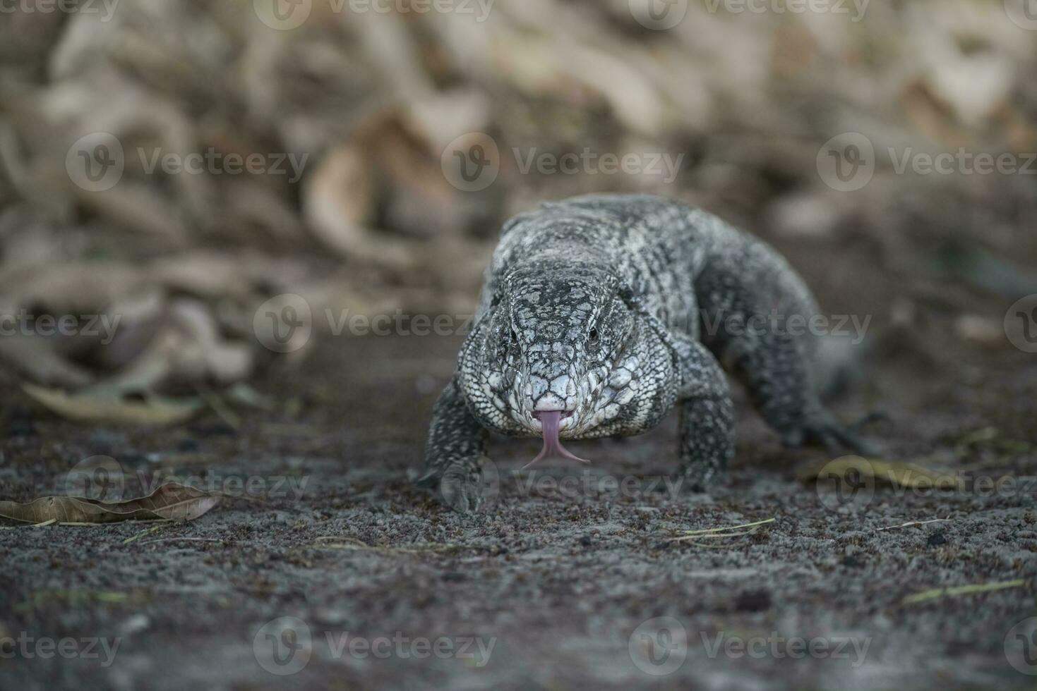 Argentino Preto e branco tegu lagarto, pantanal, brasil foto