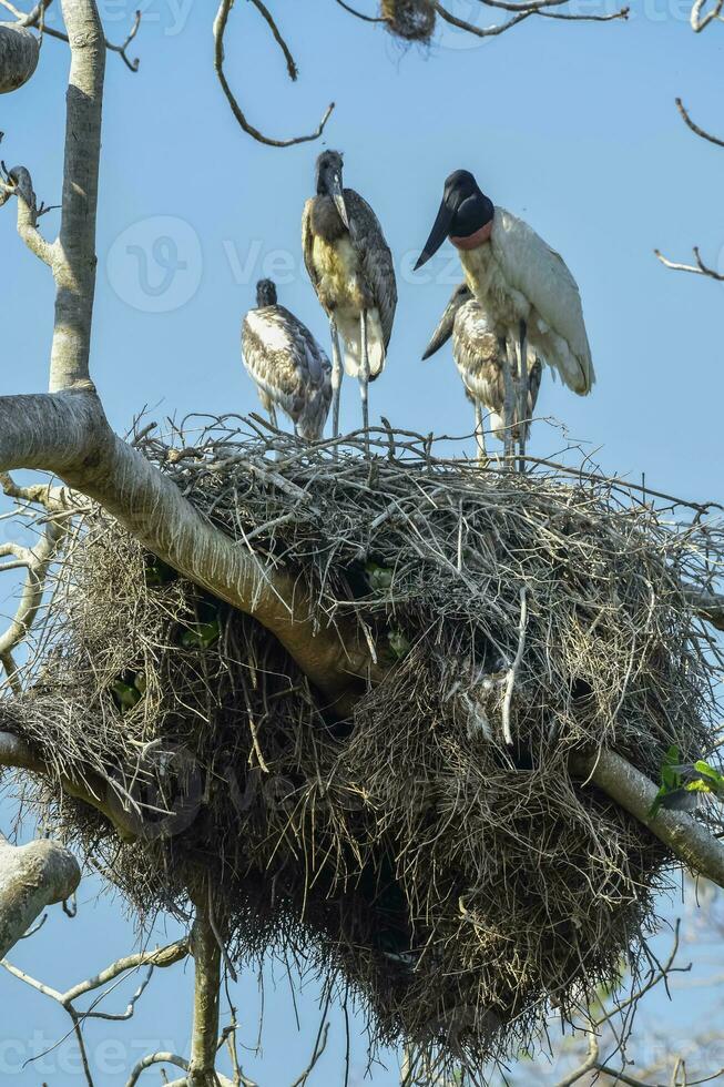 ninho do jabiru com pintinhos, pantanal, Brasil foto