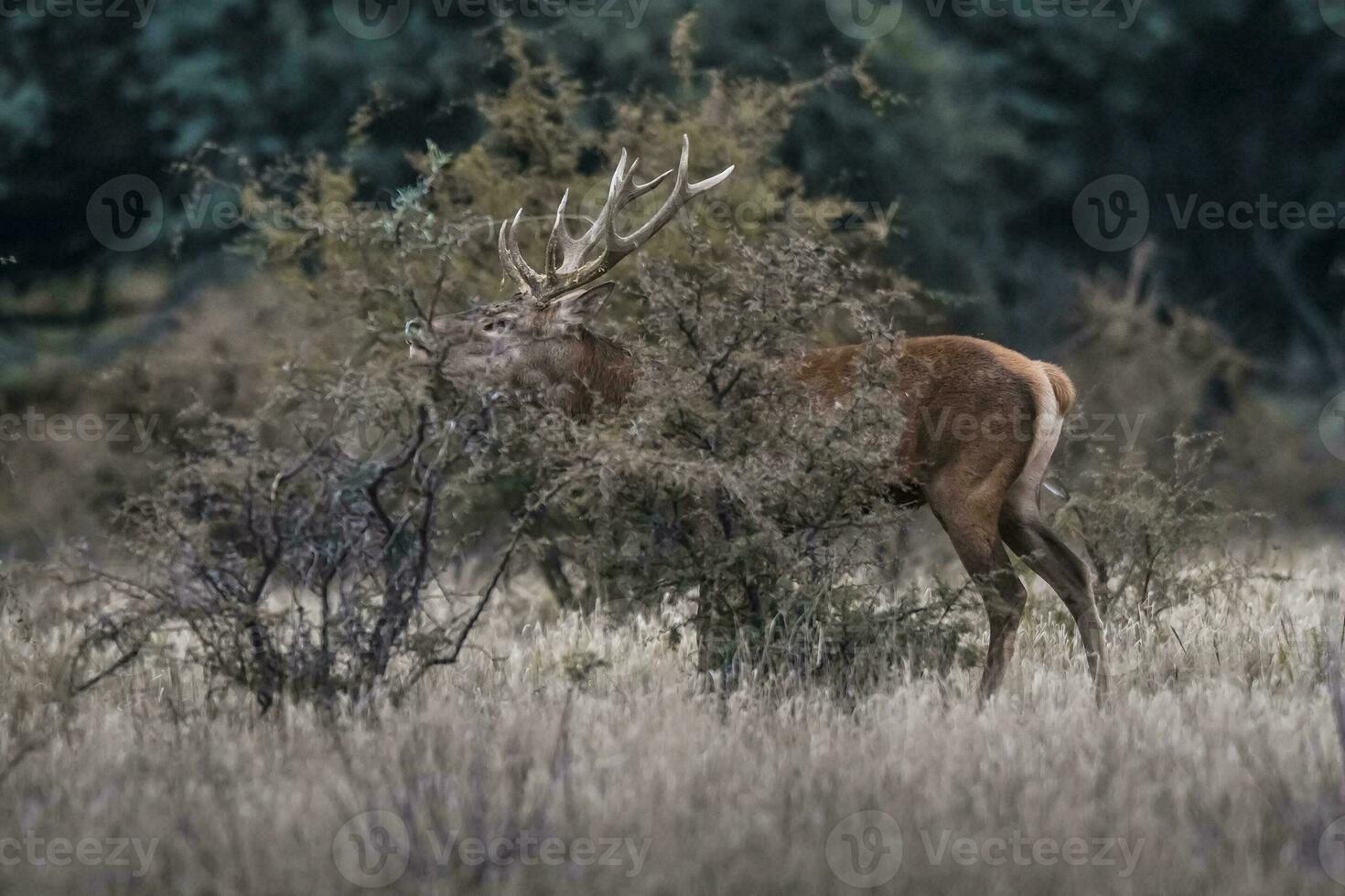 vermelho veado rotina temporada, la pampa, Argentina foto