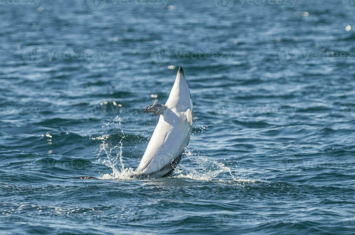 obscuro golfinho pulando, Península valdes, patagônia, argentina foto