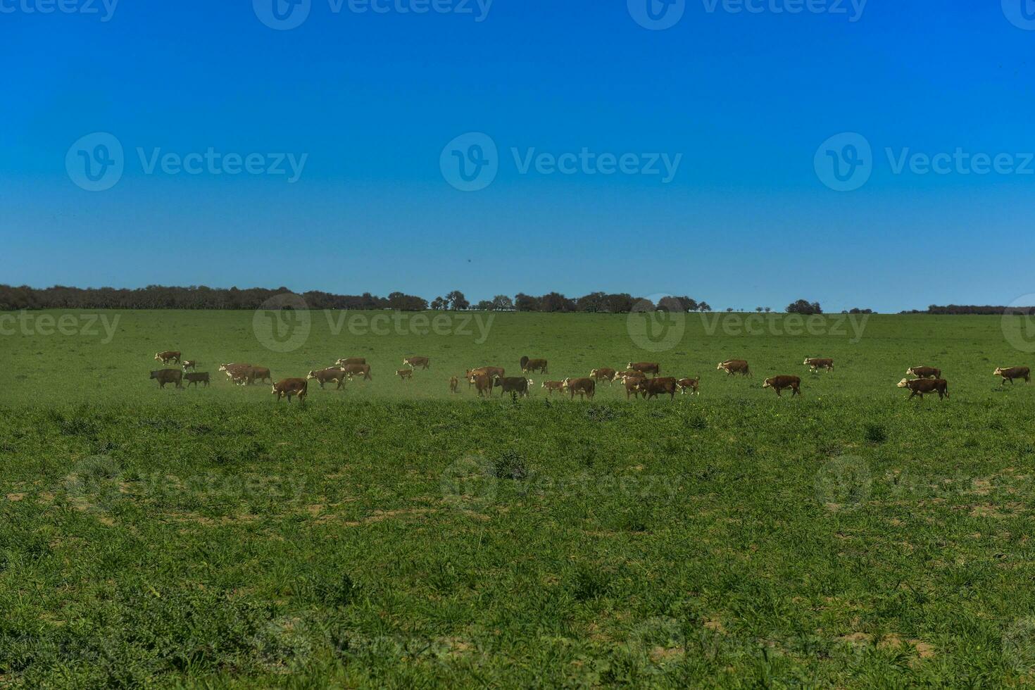 pampas Relva alimentar, vaca, la pampa, Argentina foto