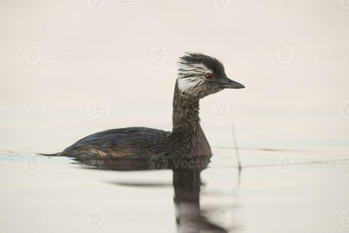 tufo branco mergulhão, la pampa Argentina foto