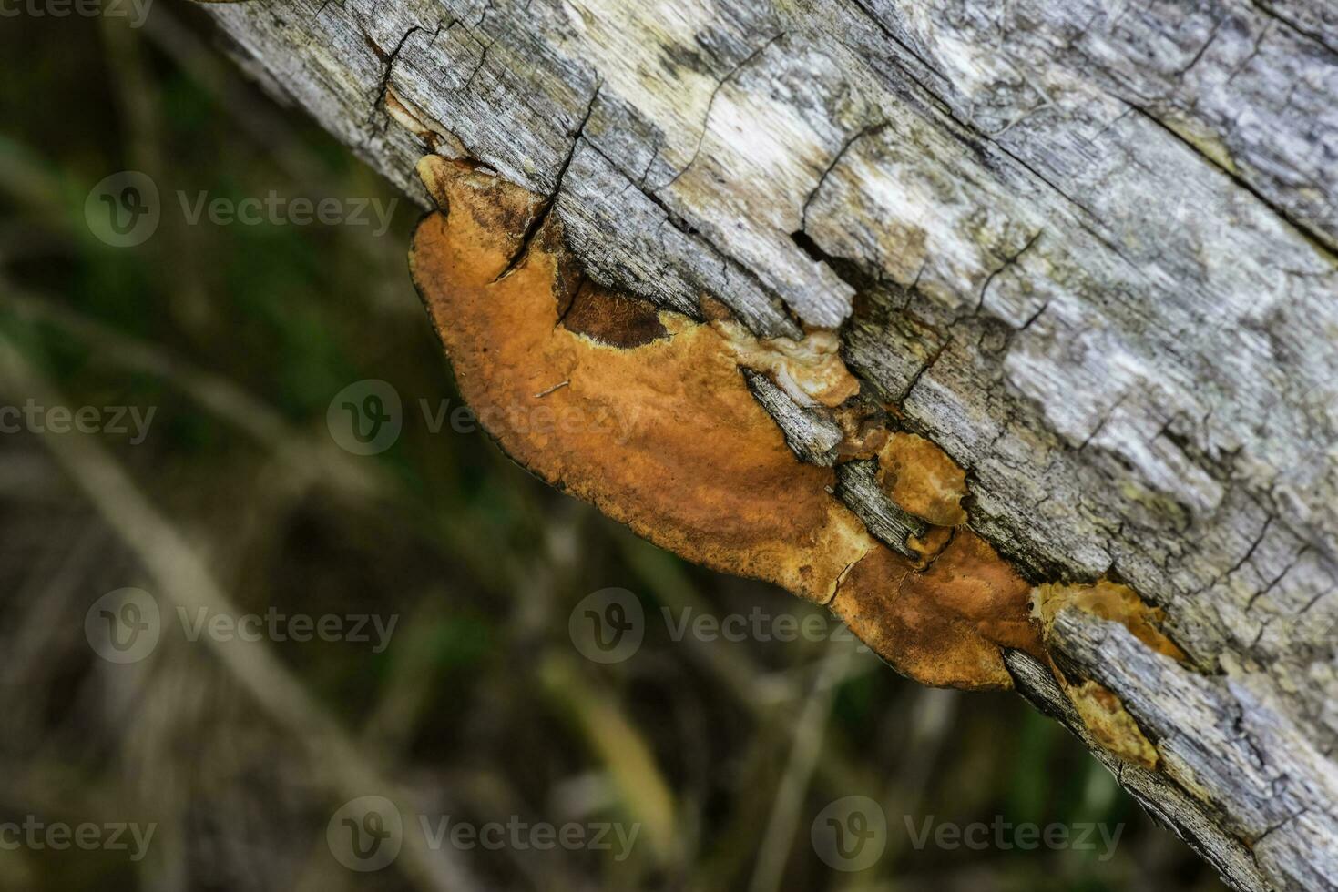 laranja fungo em a tronco do uma árvore, la pampa província, Patagônia, Argentina. foto