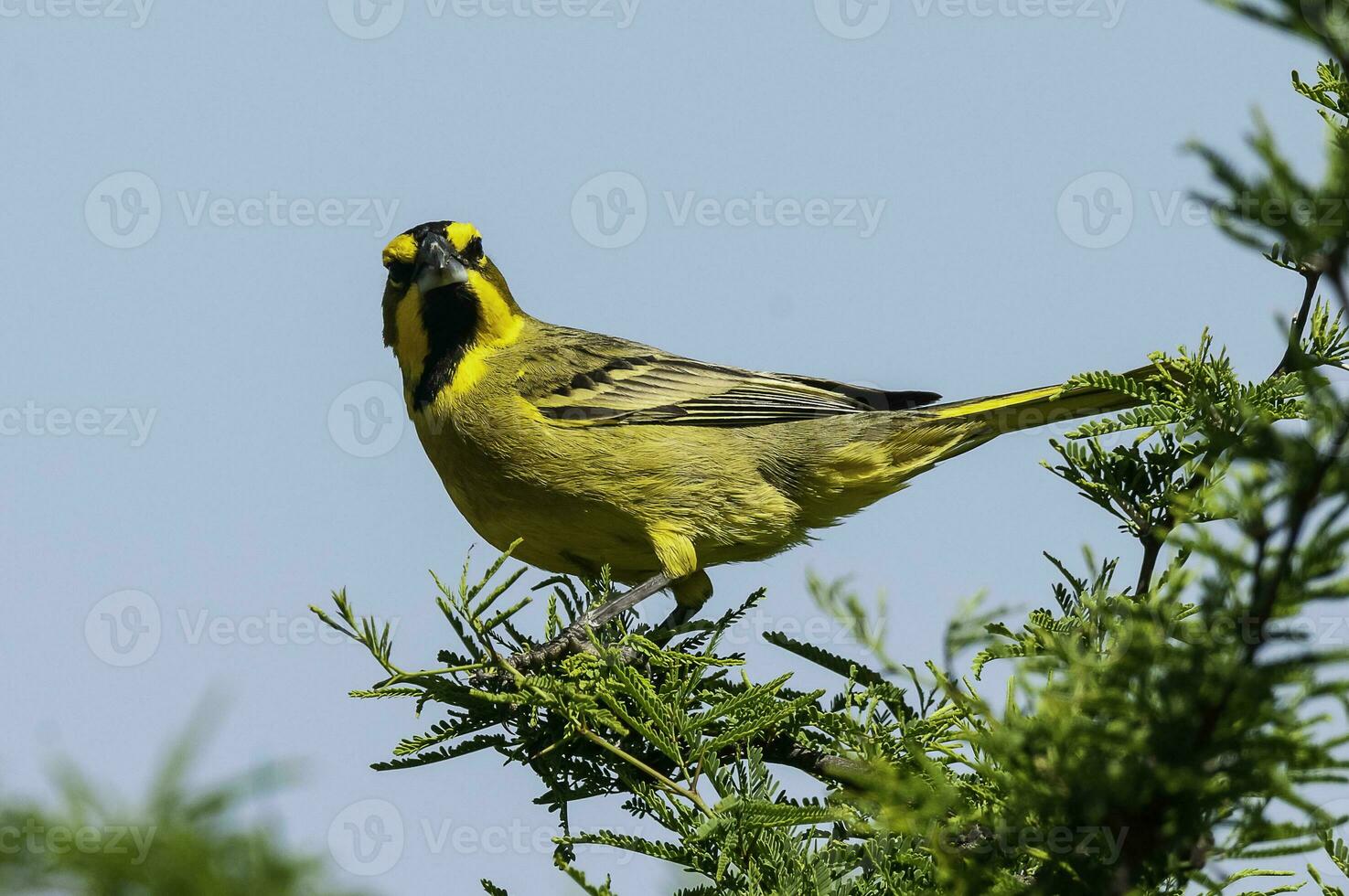 amarelo cardeal, governadora cristata, ameaçadas de extinção espécies dentro la pampa, Argentina foto