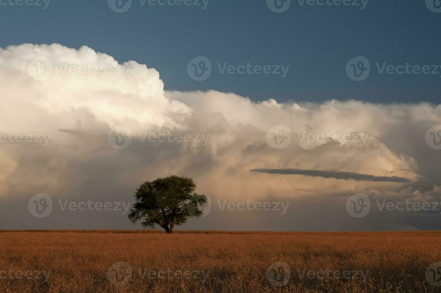 pampas árvore paisagem, la pampa província, Patagônia, Argentina. foto