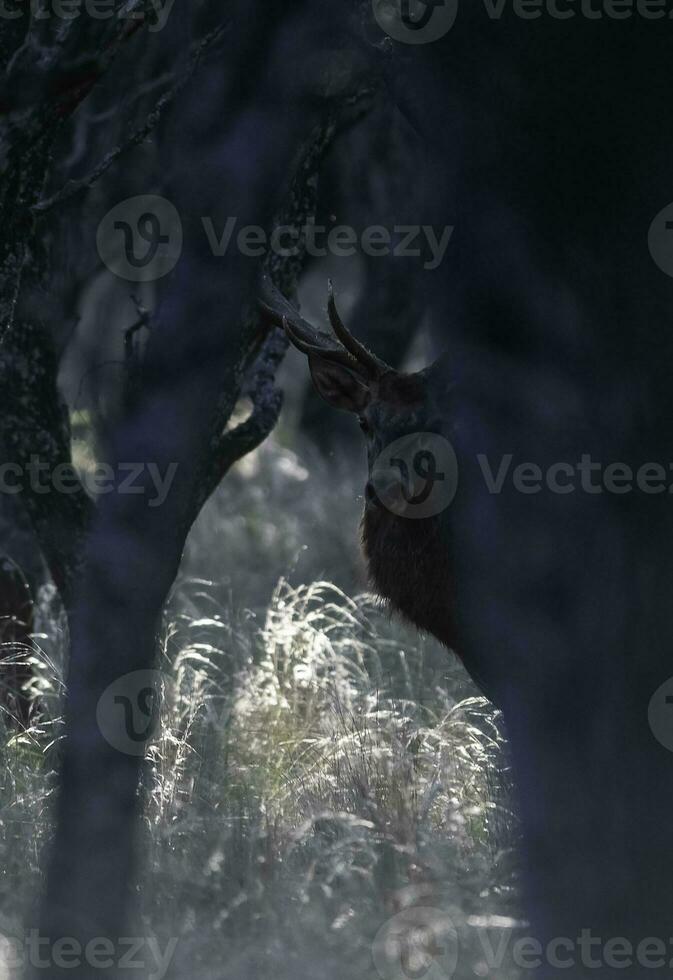 vermelho veado dentro la pampa, Argentina, parque luro, natureza reserva foto