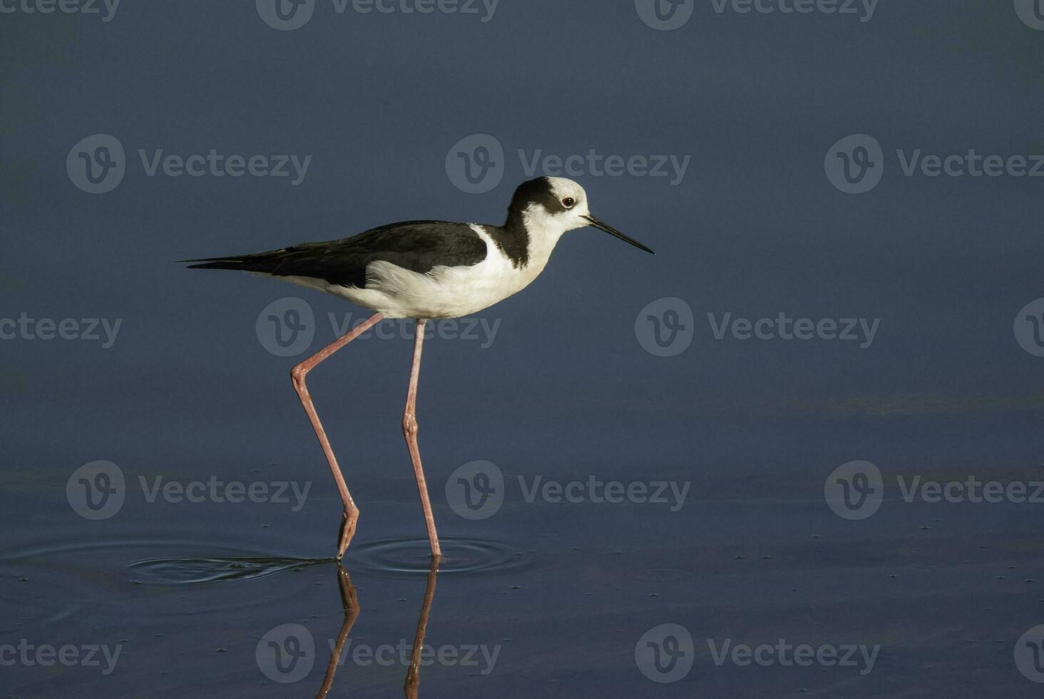 sulista palafita, himantopus melanuro dentro voo, la pampa província, Patagônia, Argentina foto