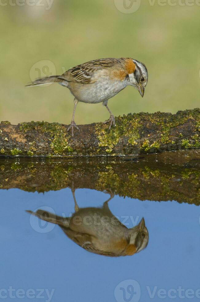 ruivo colarinho pardal, zonotrichia capensis, caldeirão fores, la pampa , Argentina foto