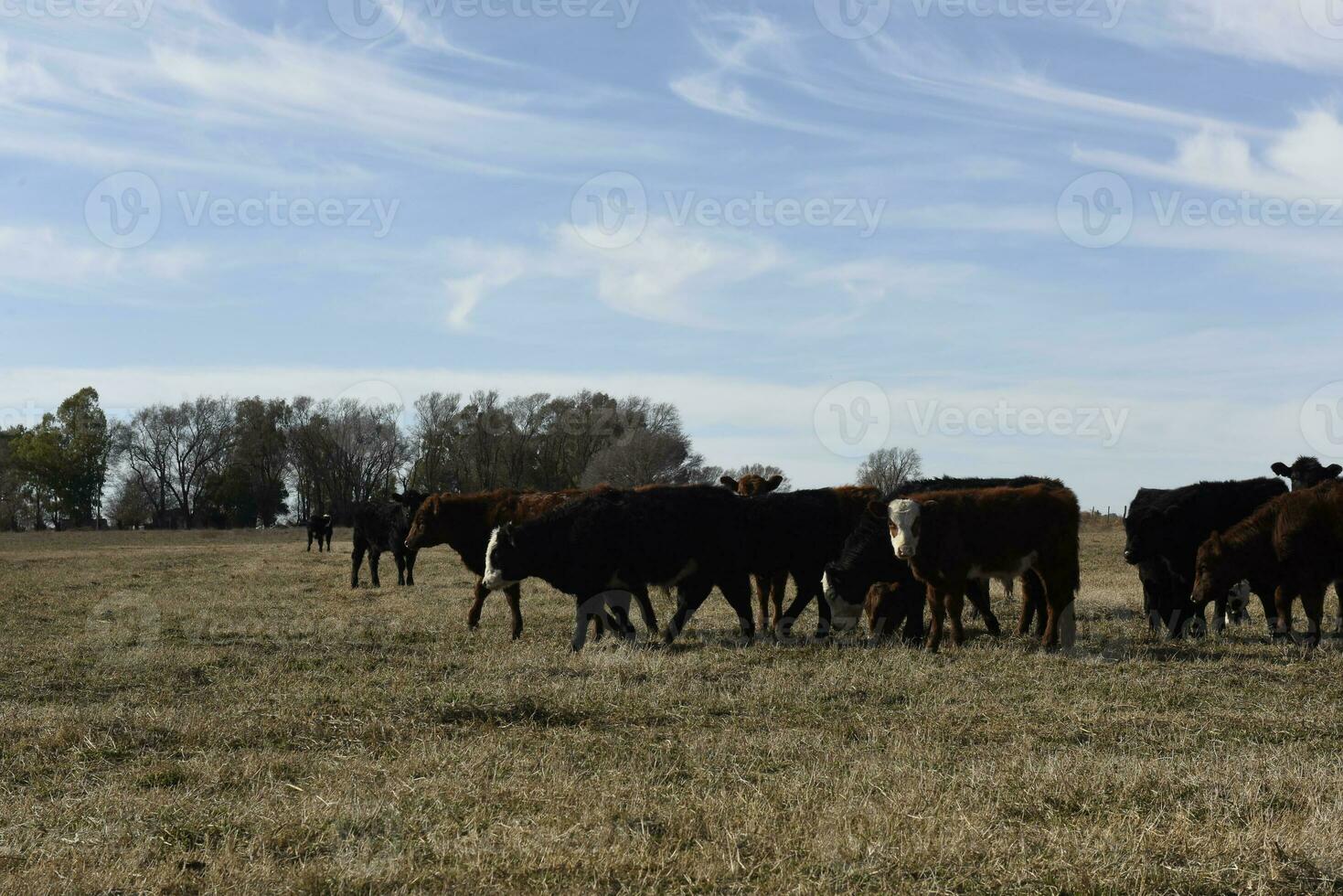 vacas pastar dentro a campo, dentro a pampas simples, Argentina foto