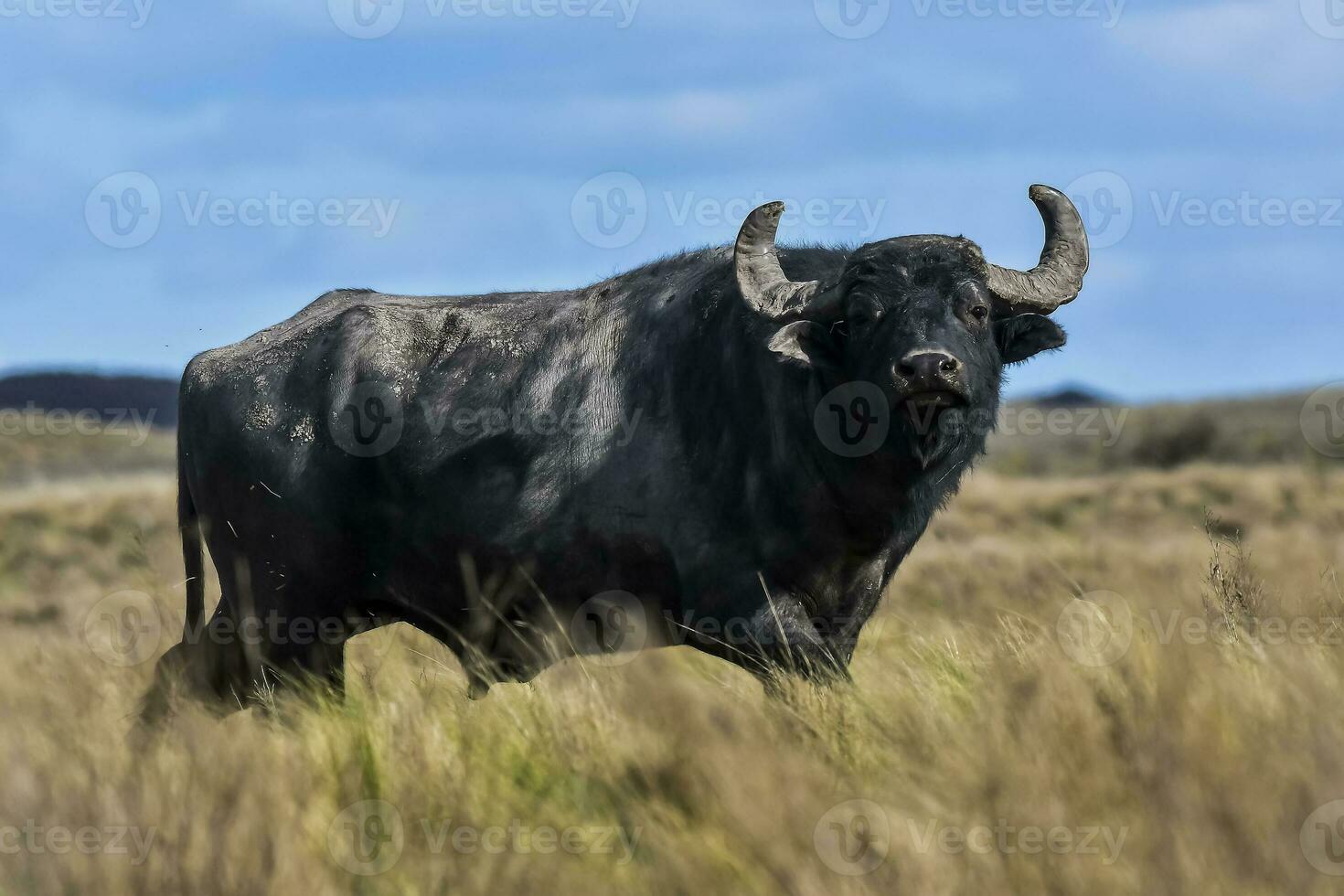 água búfalo, Bubalus bubalis, espécies introduzido dentro Argentina, la pampa província, patagônia. foto